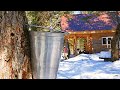 Spring at the Dovetail Log Cabin - Maple Syrup, River Crossing, Bird Projects - Off Grid Living