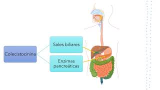 Digestion and absorption of lipids