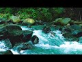 Calming Forest Ambience - River Flowing - for Sleep & Meditation