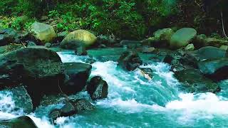Calming Forest Ambience - River Flowing - for Sleep &amp; Meditation
