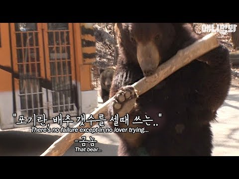This guy strongly recommended to star in sequel to Kung Fu Panda, the Kung Fu Bear...