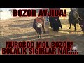 NUROBOD MOL BOZORI 16.01.2021 NARXLAR QIMMAT