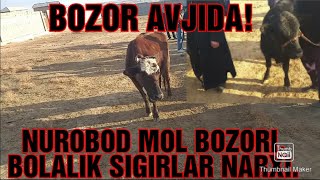 NUROBOD MOL BOZORI 16.01.2021 NARXLAR QIMMAT