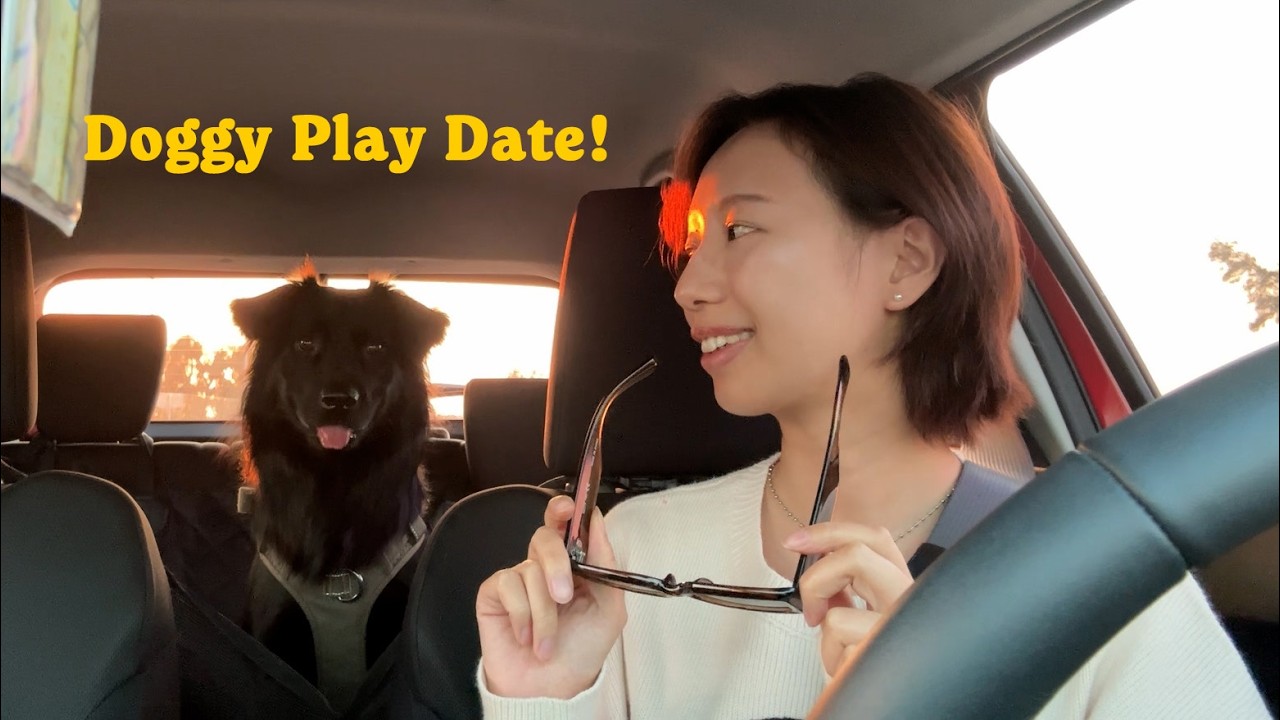 VLOG｜米克斯與黃金獵犬合得來嗎？果然小狗最好的社交就是不社交｜When play date gone wrong... 縮圖