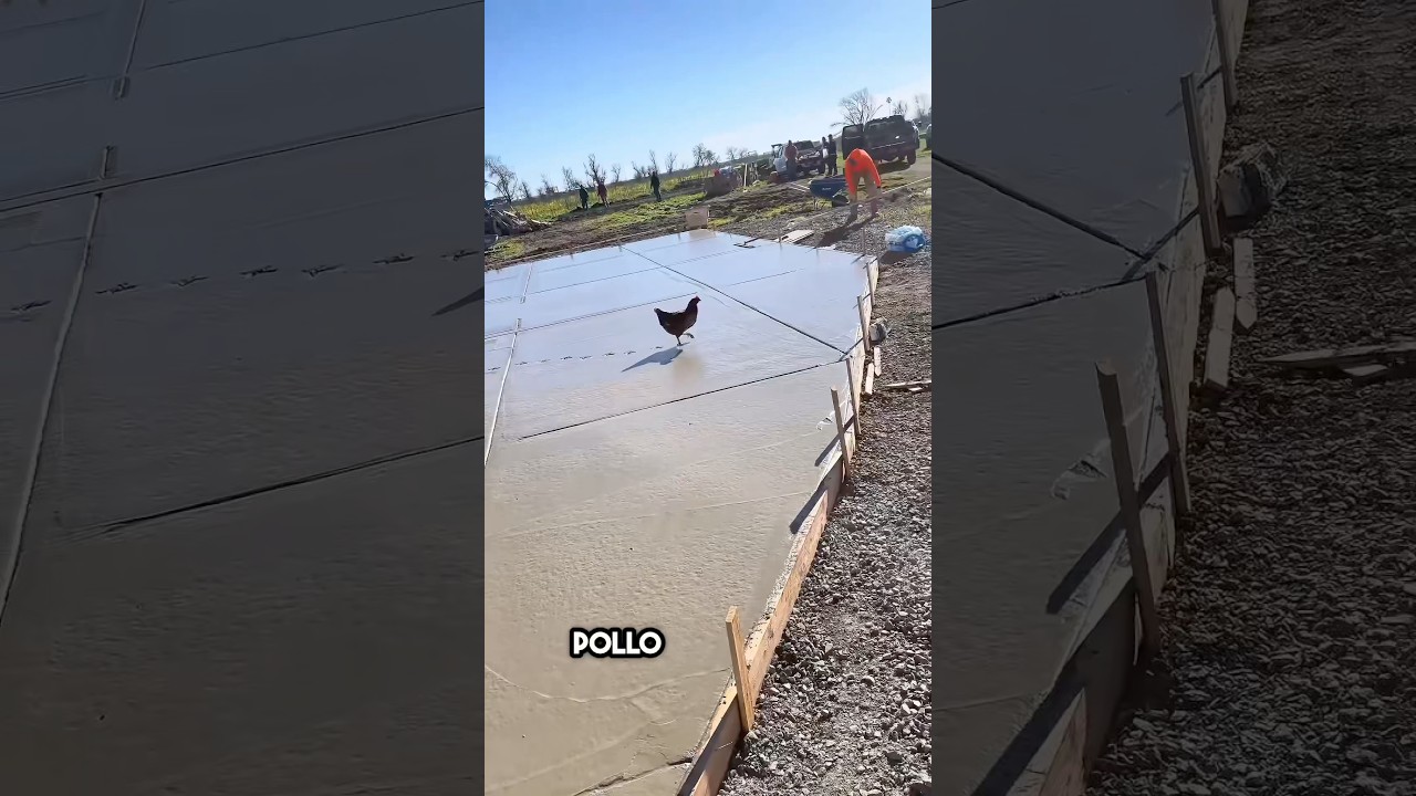 Huellas de pollos en el cemento ❤️