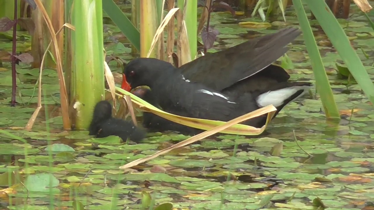 sweetwater Juvenile Moorhen feeding at Upton Warren North Moors
