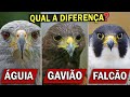 ÁGUIA, GAVIÃO ou FALCÃO? Qual a diferença? | Carcará é um falcão?