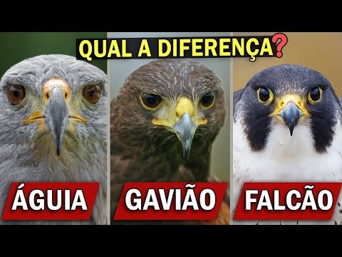 Vídeo: O que come um falcão afiado?