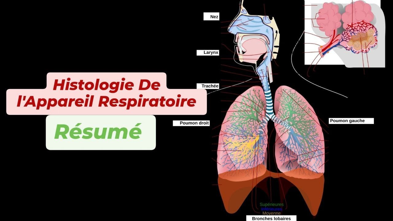 HISTOLOGIE ET EMBRYOLOGIE DE L'APPAREIL RESPIRATOIRE ( Résumé )