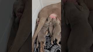 How does she manage feeding 11  puppies? #asmr #nursingpuppies