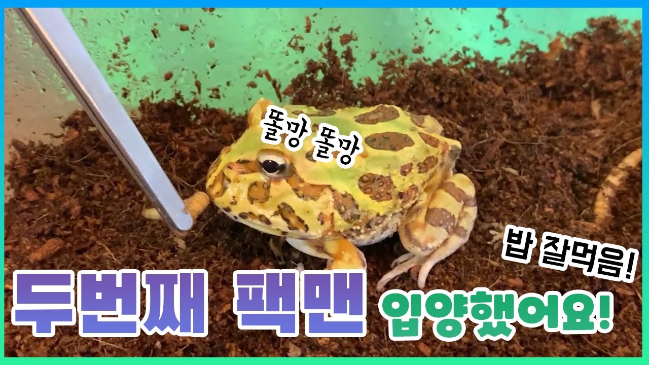 팩맨 키우기! 두번째 팩맨 개구리 입양하러 줄스 샵 방문, 사육장 세팅까지 했어요. 브라운 팩맨 입양기_챔챔TV