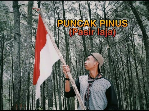 Video: Pinus Pasir
