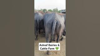 buffalo farming, buffalo talaab, buffalo sound, buffalo cartoon, buffalo mating, buffalo 🐃🦬🦬#buffalo