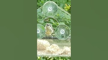 Bird seems like happy as there is no one at the feed so it