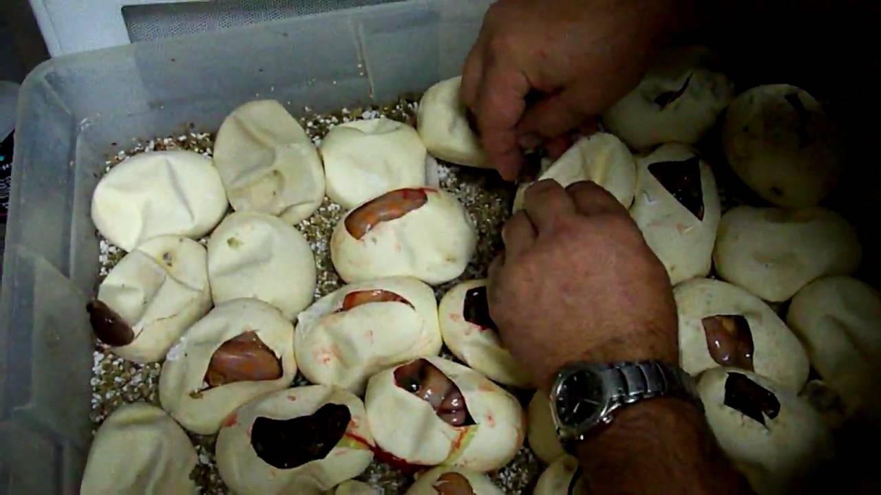 heteroflexible define Unbelievable... Did he just say Double Headed?