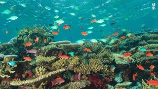 4K 🐠 Stunning Underwater Wonders of the Red Sea + Relaxing Music - Coral Reefs & Colorful Sea Life