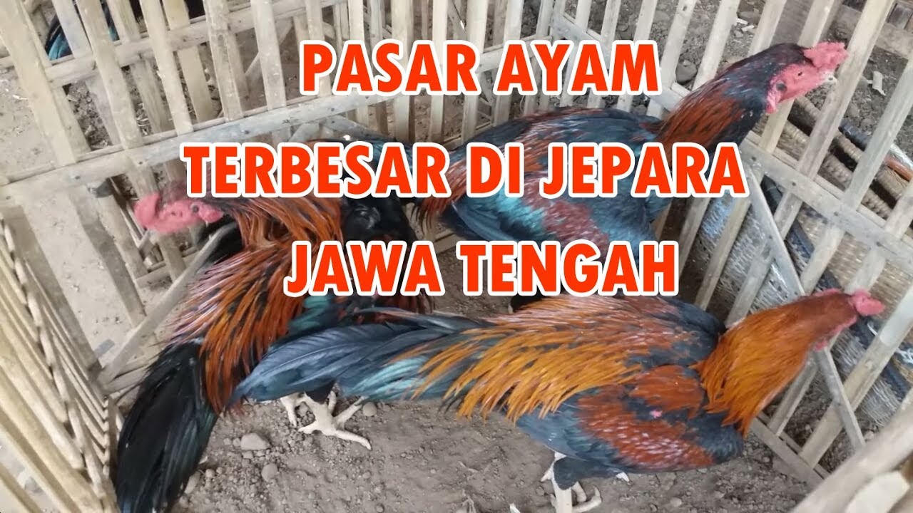  Pasar  Ayam Jenis Bangkok Terbesar  Di  Jepara Jawa  Tengah  