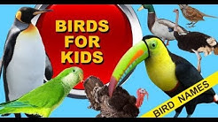 Learn Birds Names & Sound for Children in English | Farming,Pictures for Kids with Sindy kid