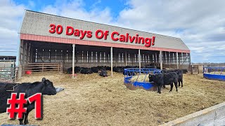 Small Confinement Cow-Calf Operation!
