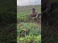 Abundant peanut harvest-Agriculture farming #shorts