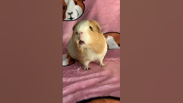 Thumbnail of Weekly squeak loudest guinea pig