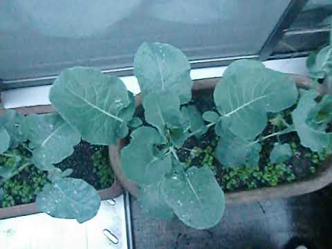 茎ブロッコリー スティックセニョール栽培 苗植え付けから3週間経過後の様子 How To Grow Stem Broccoli Three Weeks After Planting Youtube
