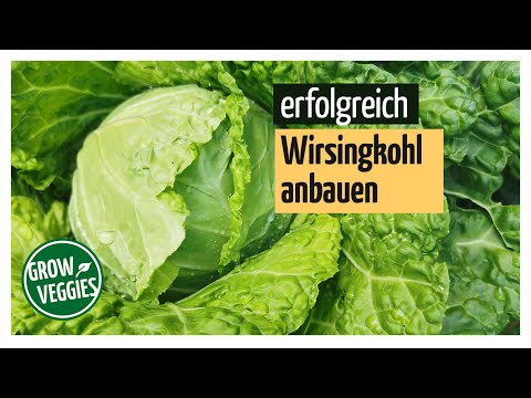 Video: Wirsing: Sorten Und Agrartechnologie