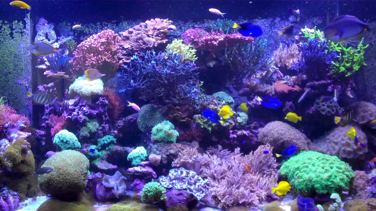 Aquatic Art Inc. 1500g Feeding time YouTube