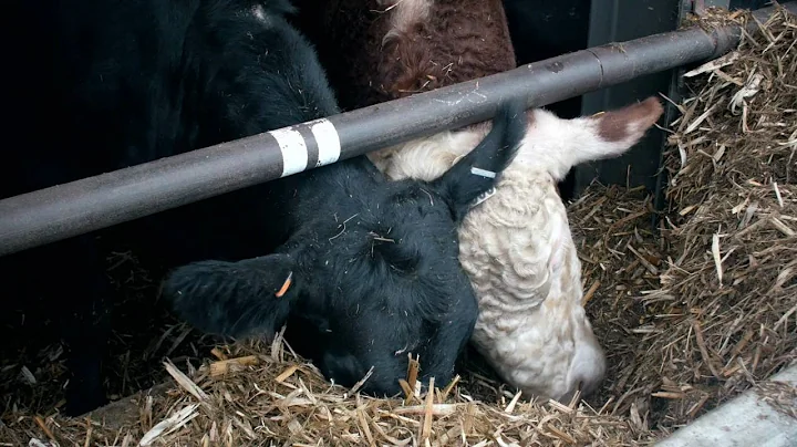 Calving Under Roof - Zach McCracken/Suther Feeds, ...