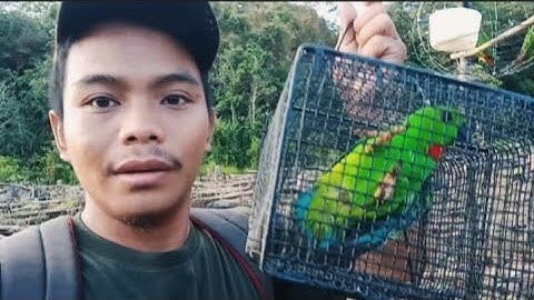 mikat burung serindit langsung poin master kicau dada merah