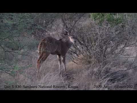lesser kudu with striking white stripes