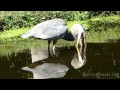 Lunch czapli modrej przy naszym tarasie, great blue heron, Sarasota, Florida