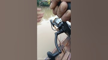 kumpulan strike mancing ikan baung.#fishing #mancingceria #mancing #ikan