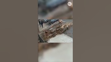 Surveillance video: Pedestrians scramble to avoid falling tree #Shorts