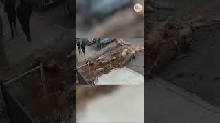 Surveillance video: Pedestrians scramble to avoid falling tree #Shorts