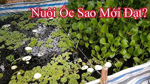 Nuôi Ốc Bươu Sao Cho Hiệu Quả|Gốc Cù Lao|