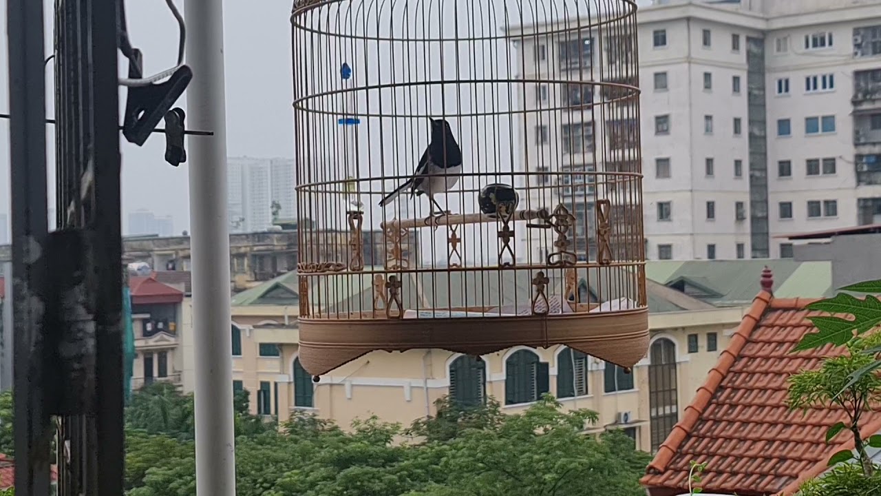 Chủ đề về lên lửa,chơi chòe than hót múa ,đúng thật là miên man.