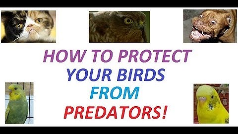 How to protect your birds from predators!