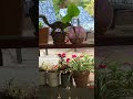 Cute squirrel - Ecureuil mignon - かわいいリス - sympatico scoiattolo - Aug 31st 25