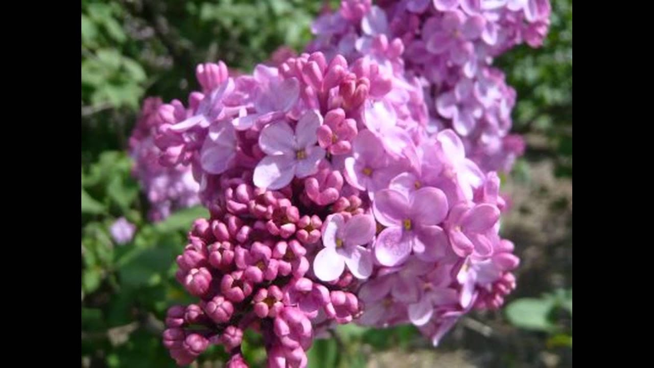 Gordon MacRae Green Grow The Lilacs YouTube