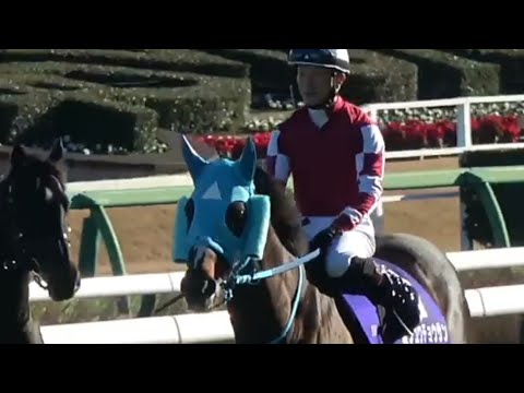 【オジュウチョウサン号ラストレース】中山大障害　パドック（少し）&本馬場入場（個人撮影）2022年12月24日（土）中山競馬場