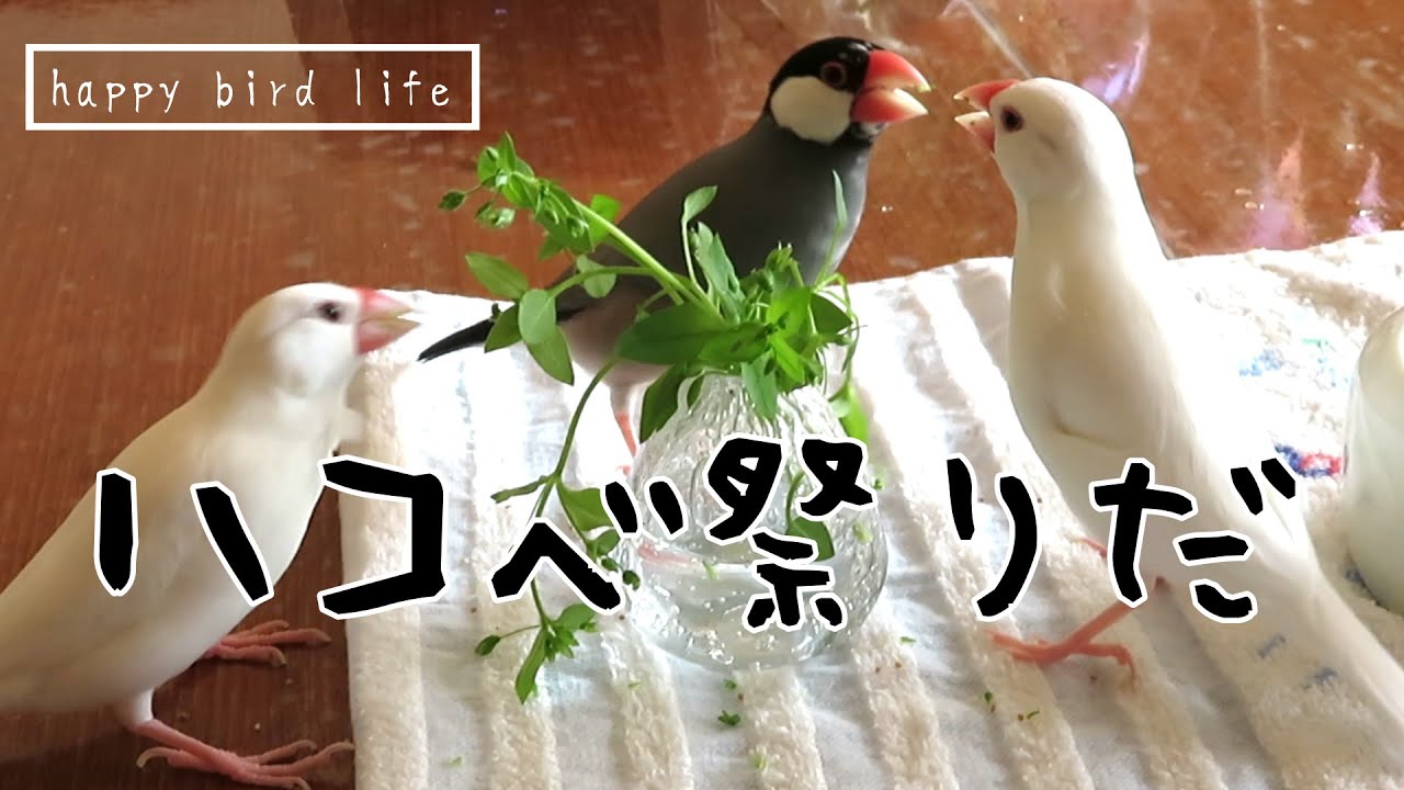文鳥集団・ハコベ祭りで１０分盛り上がる【争奪戦🎶】【Lovebirds Eating leef and Chirping】