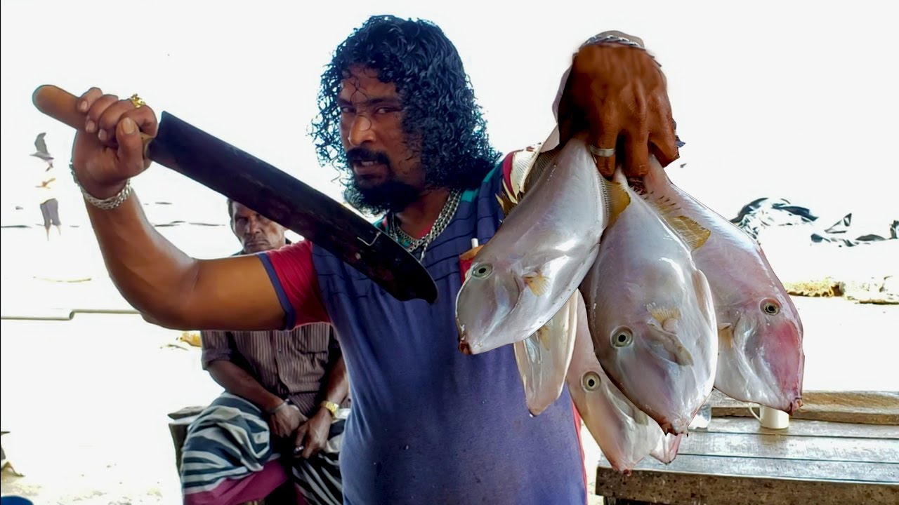 Leather Jacket Fish Cutting Fish Cutting Skills Sri Lanka YouTube leather-jacket-fish-cutting-fish-cutting-skills-sri-lanka-youtube