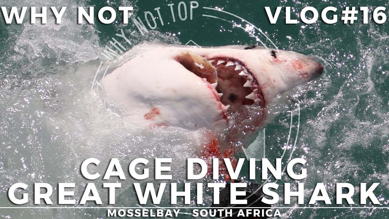 White Shark Africa - Cage Diving | Mossel Bay - South Africa | WNVLOG#16