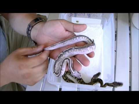 Ball Python Breeding update Clutch #2