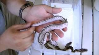 Ball Python Breeding update Clutch #2