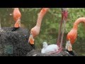 A Bronx Zoo Caribbean Flamingo Chick Takes Its First Steps