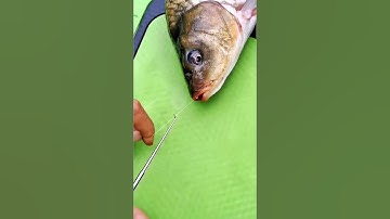 Gỡ lưỡi câu cá #shorts