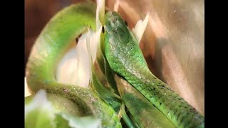 Part 1 of how I acclimate my African bush snake (philothamnus irregularis)
