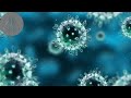 How Viruses Evolved